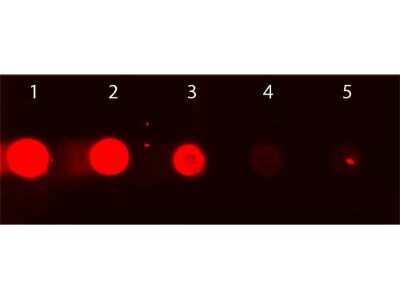 Dot Blot: Goat IgG Fc Isotype Control [Rhodamine] [NBP1-96842] - Dot Blot of Rhodamine Conjugated Goat IgG Fc. Dotted Rhodamine Conjugated Goat IgG Fc with following concentrations. Load: Lane 1 - 50ng Lane 2 - 16.67ng Lane 3 - 5.56ng Lane 4 - 1.85ng Lane 5 - 0.62ng